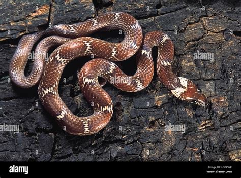 Common Wolf Snake (Lycodon .